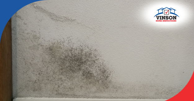 Vinson Home Inspections Close-up of mold growing on a wall