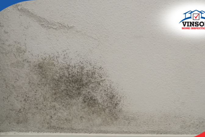 Vinson Home Inspections Close-up of mold growing on a wall